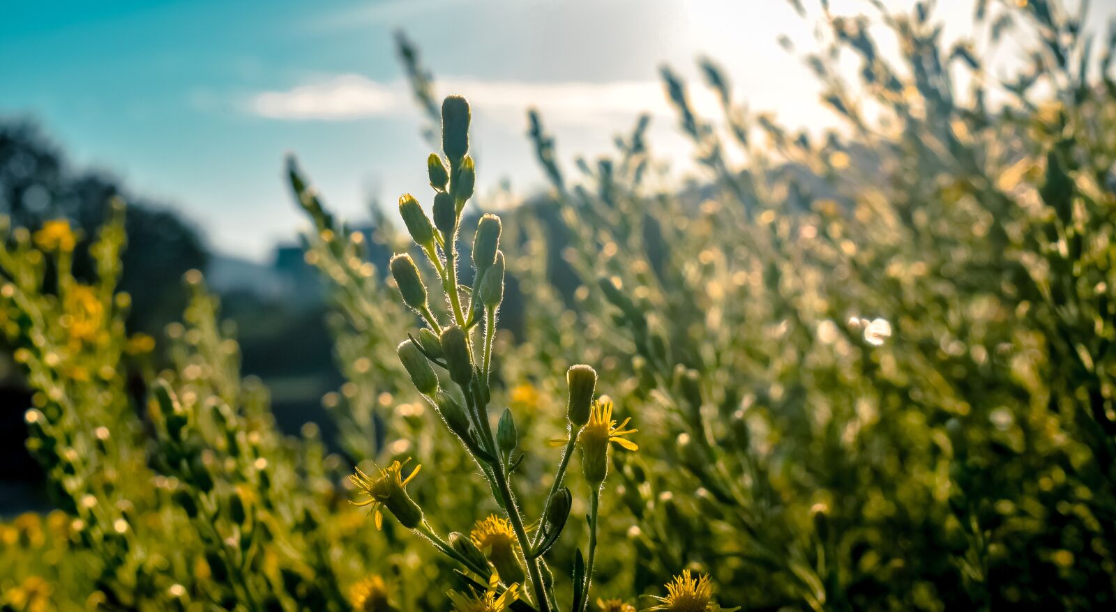 Nikon D3300 sample photo. Agriculture, beauty in nature photography