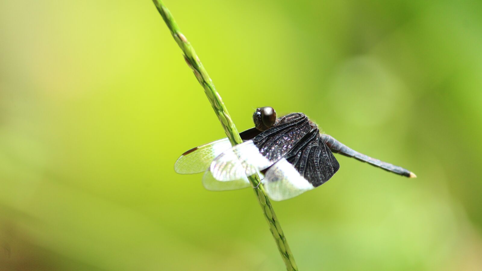 Canon EOS 1300D (EOS Rebel T6 / EOS Kiss X80) sample photo. Dragon fly, insect, nature photography