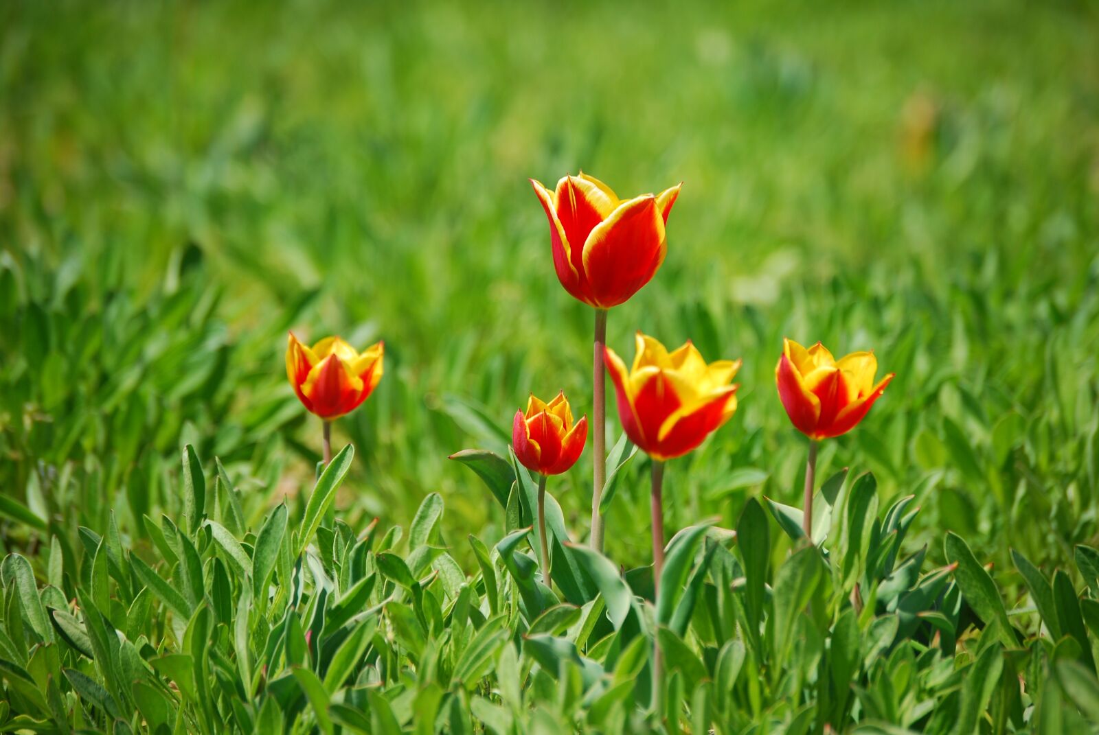 Nikon D60 sample photo. Tulip, flowers, spring photography