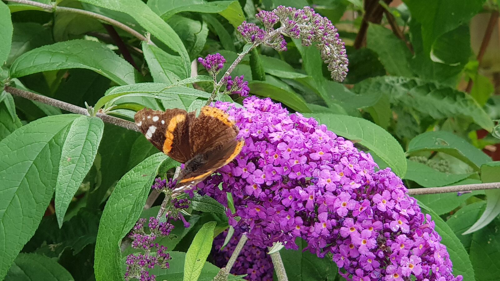 Samsung SM-N950F sample photo. Butterfly, buddleia, nature photography