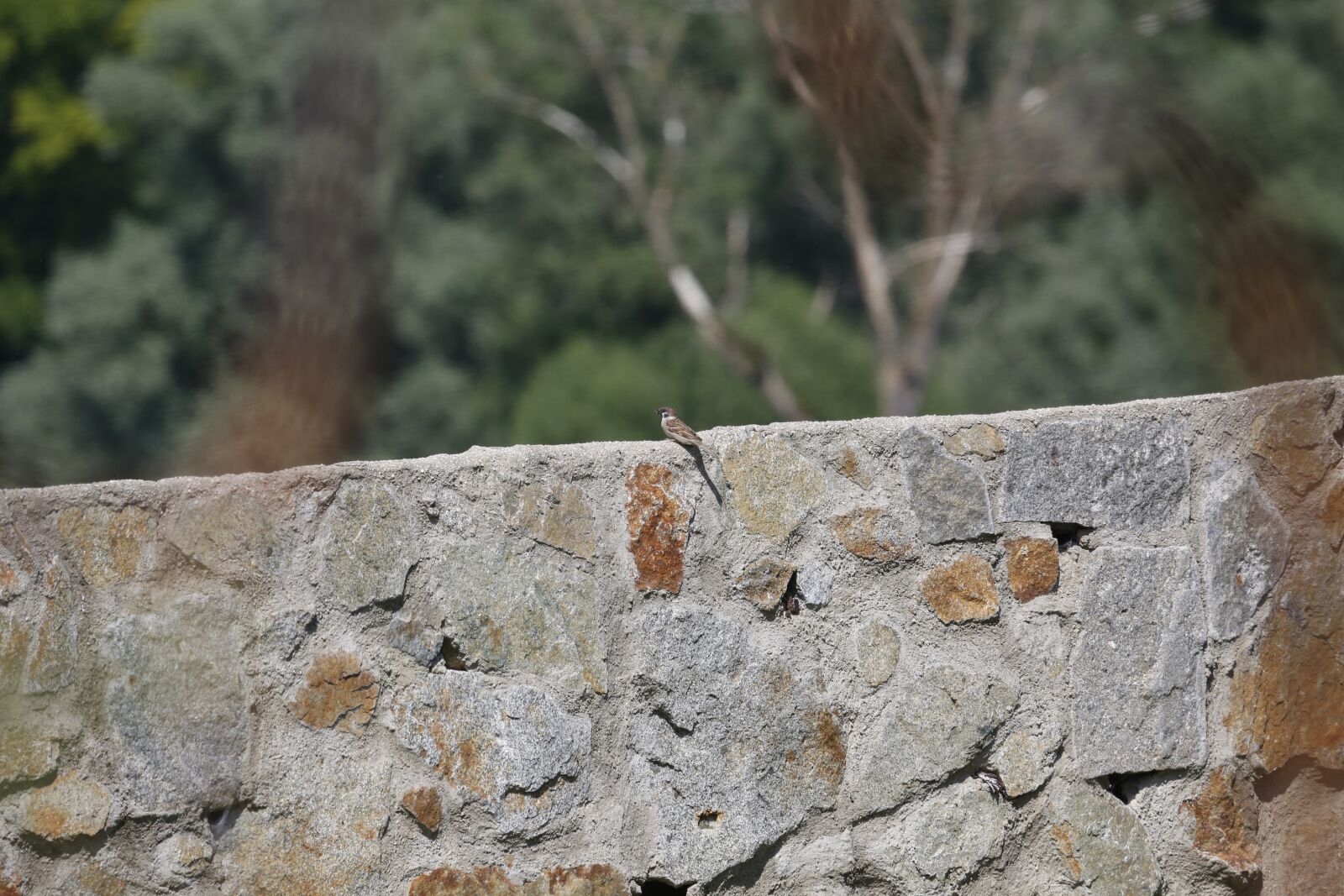 Canon EF 100-400mm F4.5-5.6L IS USM sample photo. Wall, sparrow, sperling photography