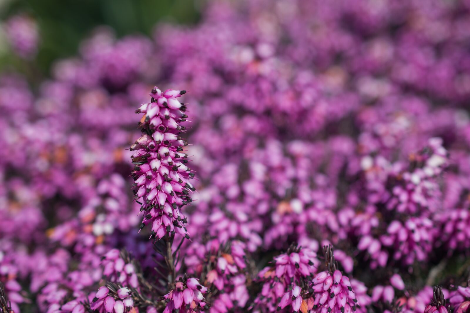 Nikon D5300 sample photo. Spring, bohemia, southern photography