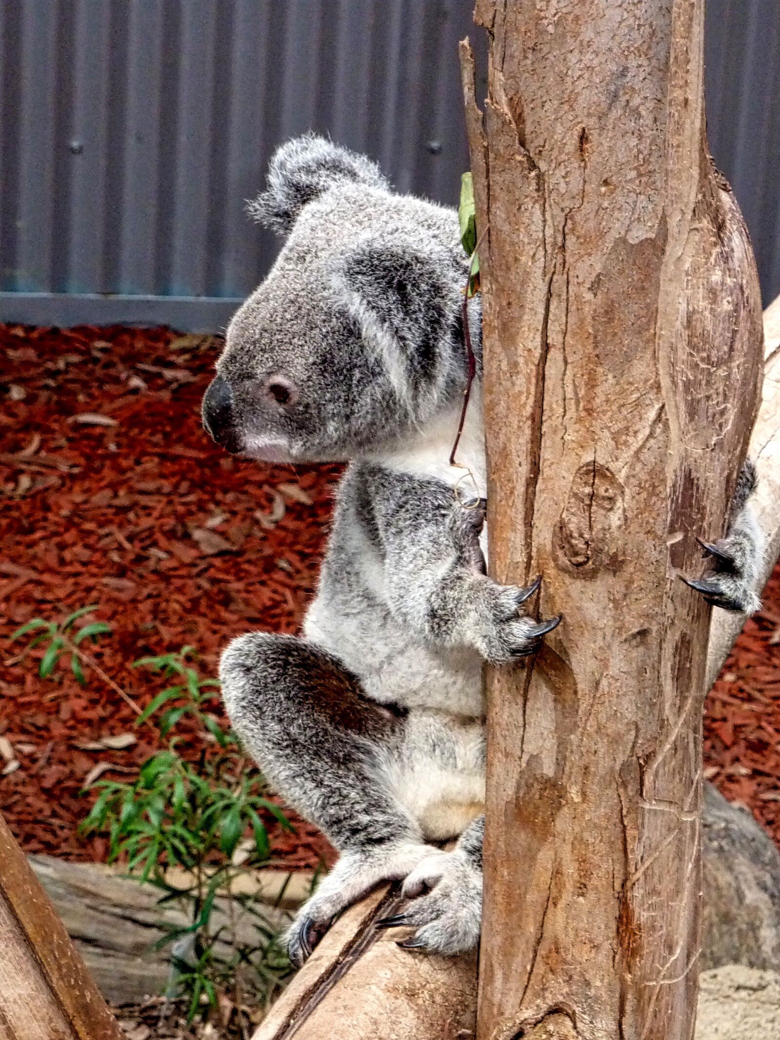 Panasonic Lumix DMC-ZS1 (Lumix DMC-TZ6) sample photo. Koala, bear, australia photography