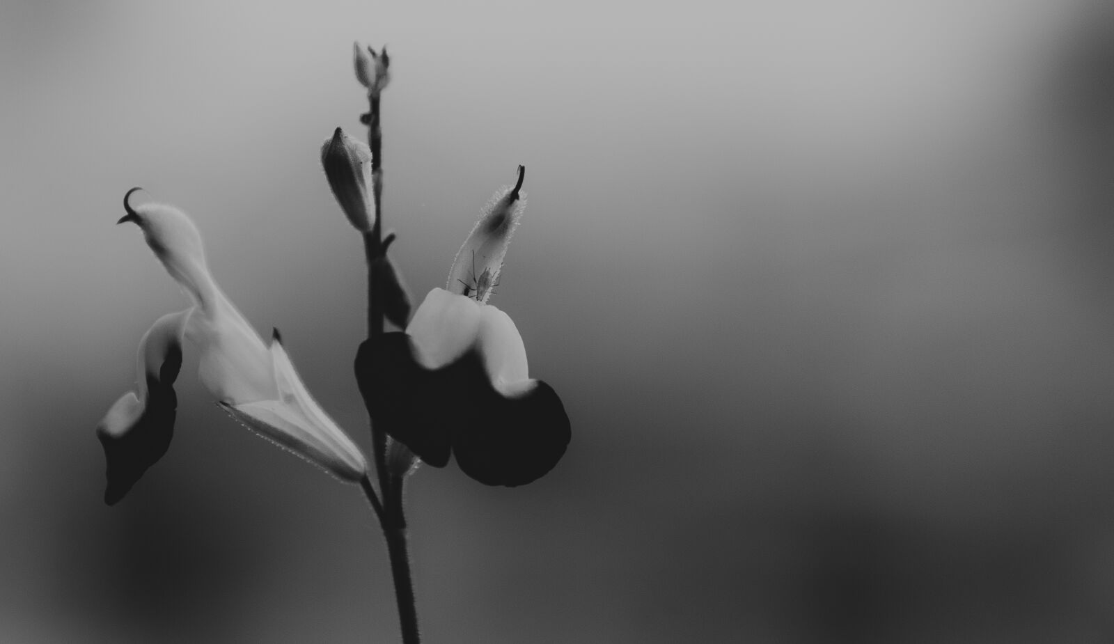 Nikon D7000 sample photo. Flowers, floral, black and photography
