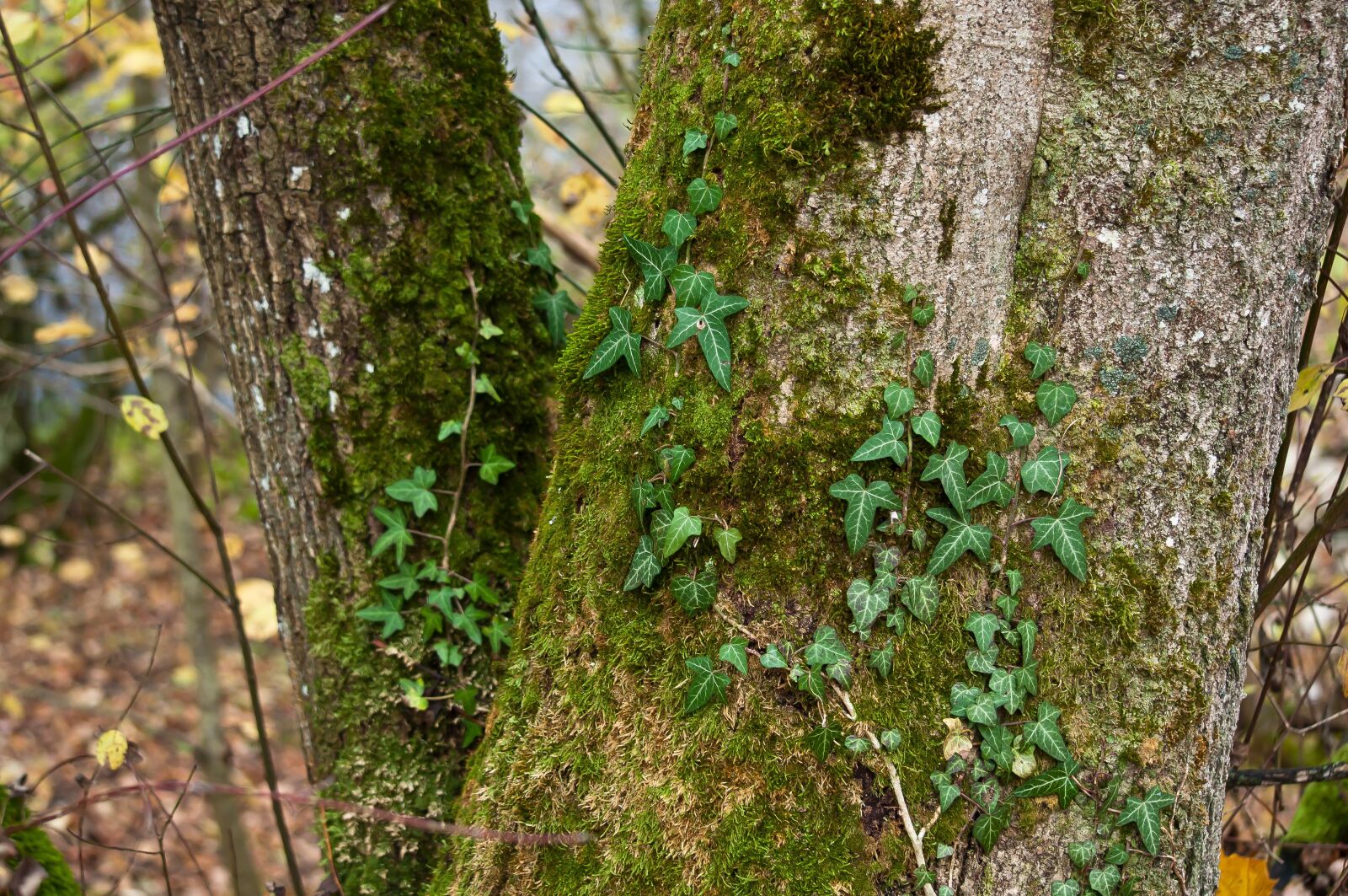 Nikon D90 sample photo. Log, moss, tree photography