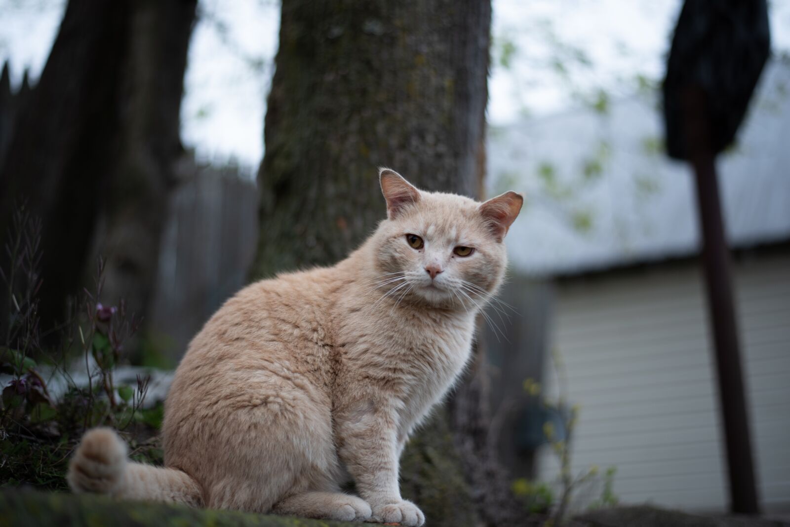 Nikon D810 sample photo. Cat, kitty, tabby photography