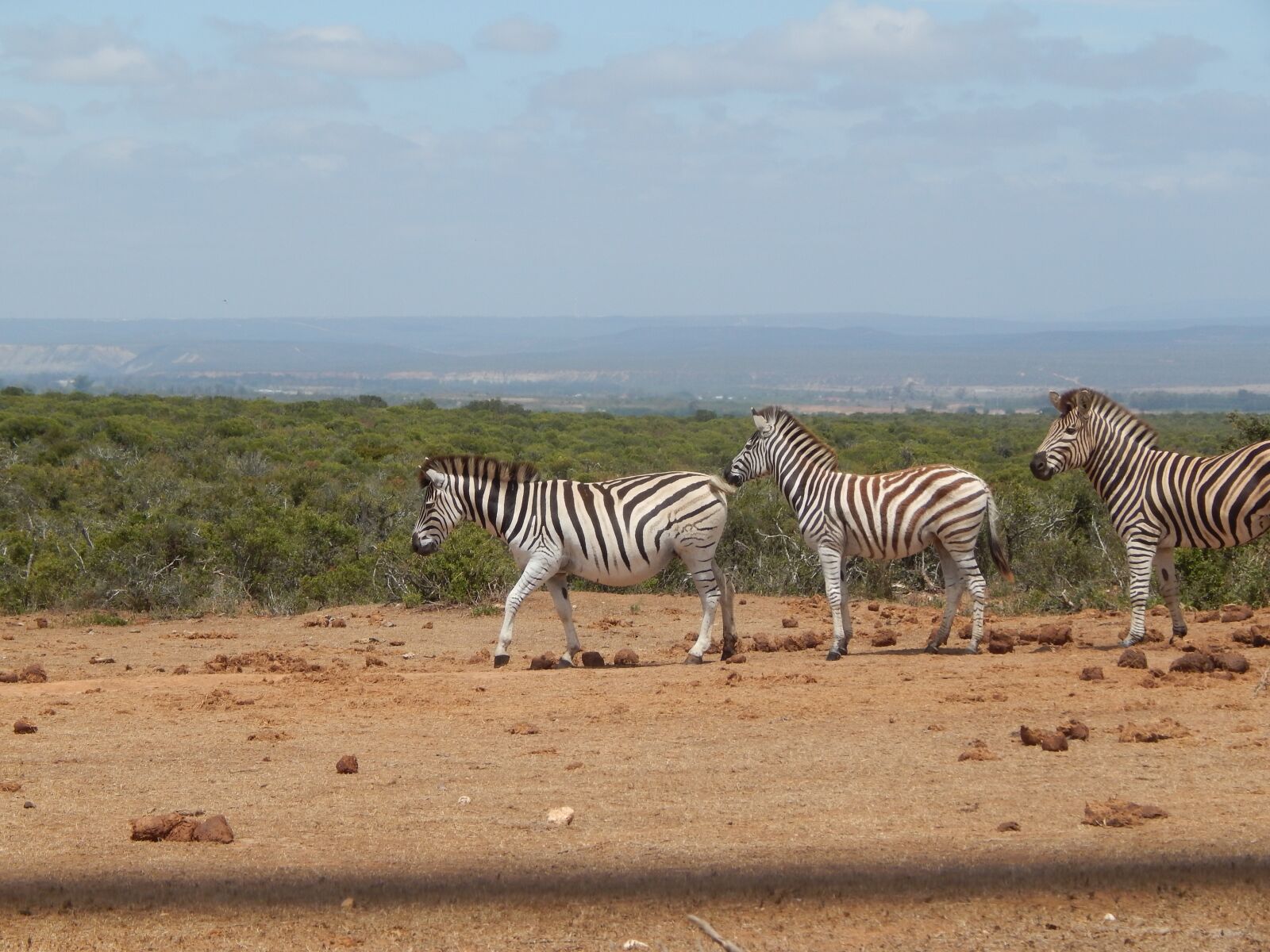 Nikon Coolpix L820 sample photo. Zebras, south africa, addo photography