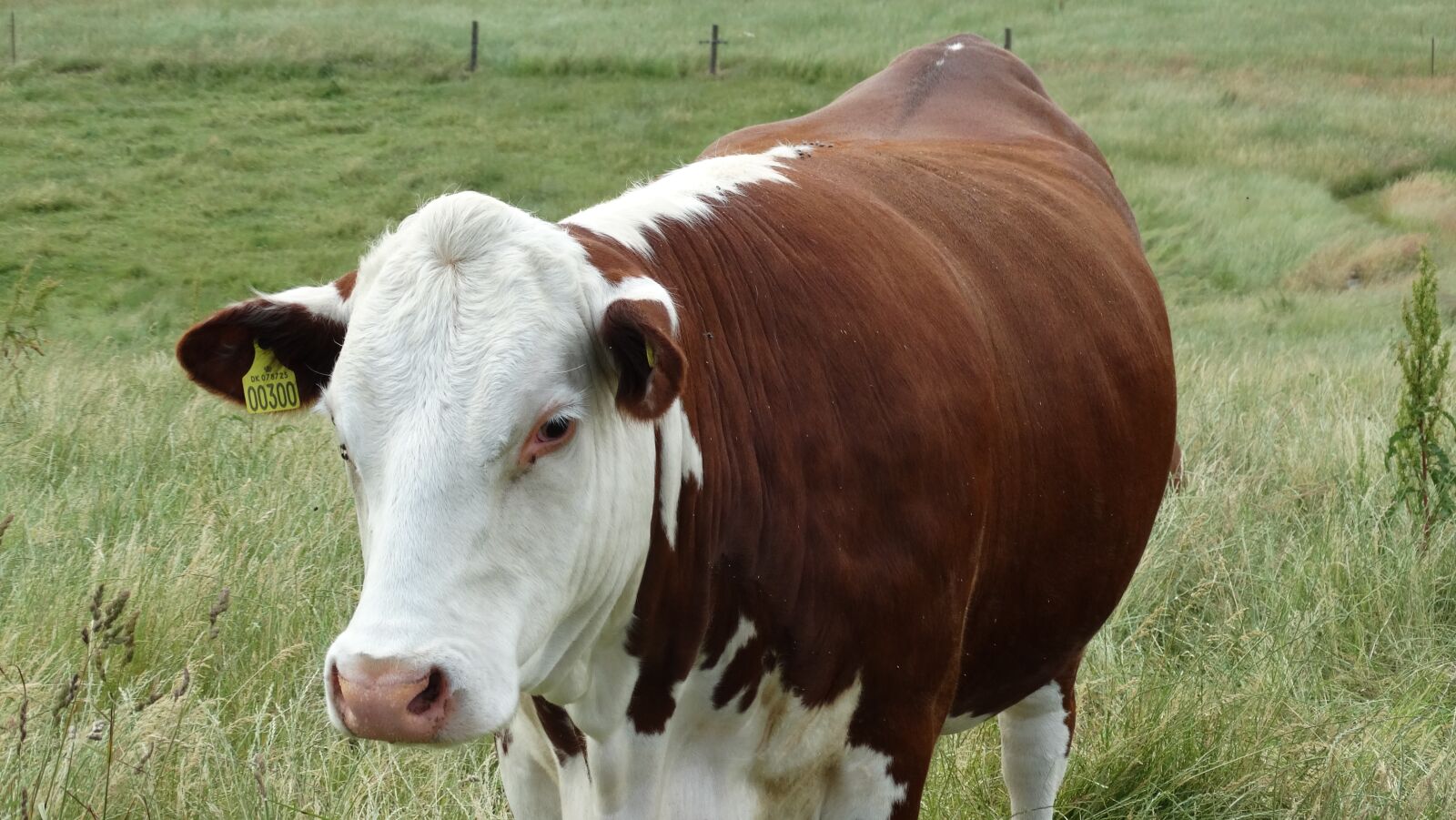 Sony Cyber-shot DSC-HX300 sample photo. Cow, mark, organic photography