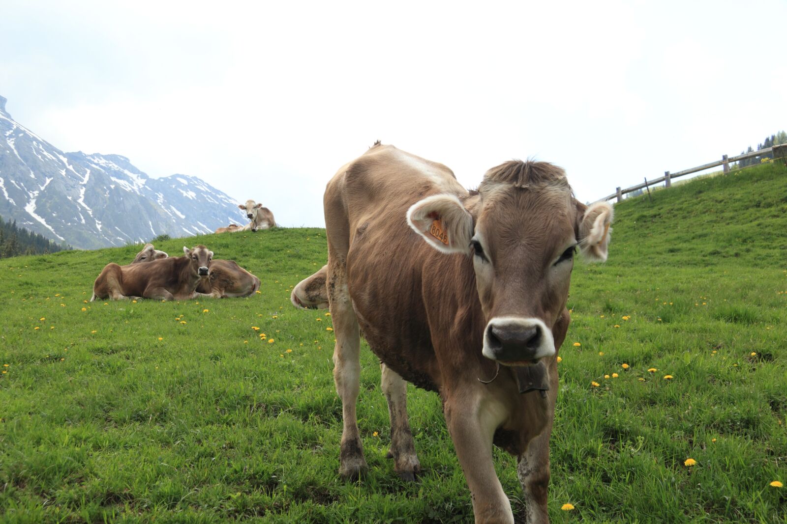Canon EOS 550D (EOS Rebel T2i / EOS Kiss X4) sample photo. Italy, cow, mountain photography