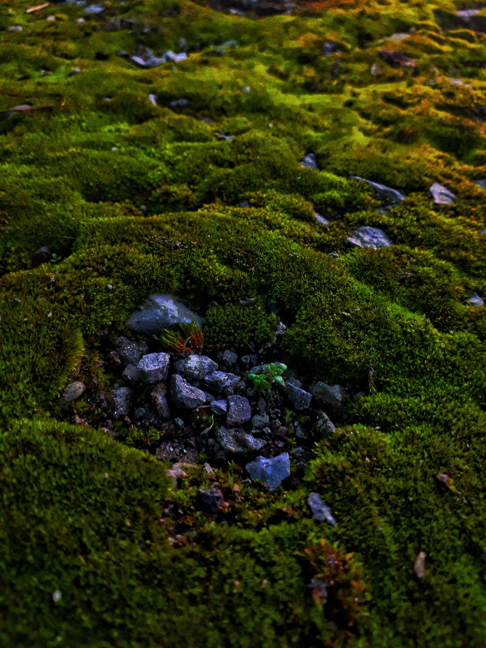 Samsung Galaxy J6 sample photo. Green, hill, landscape photography