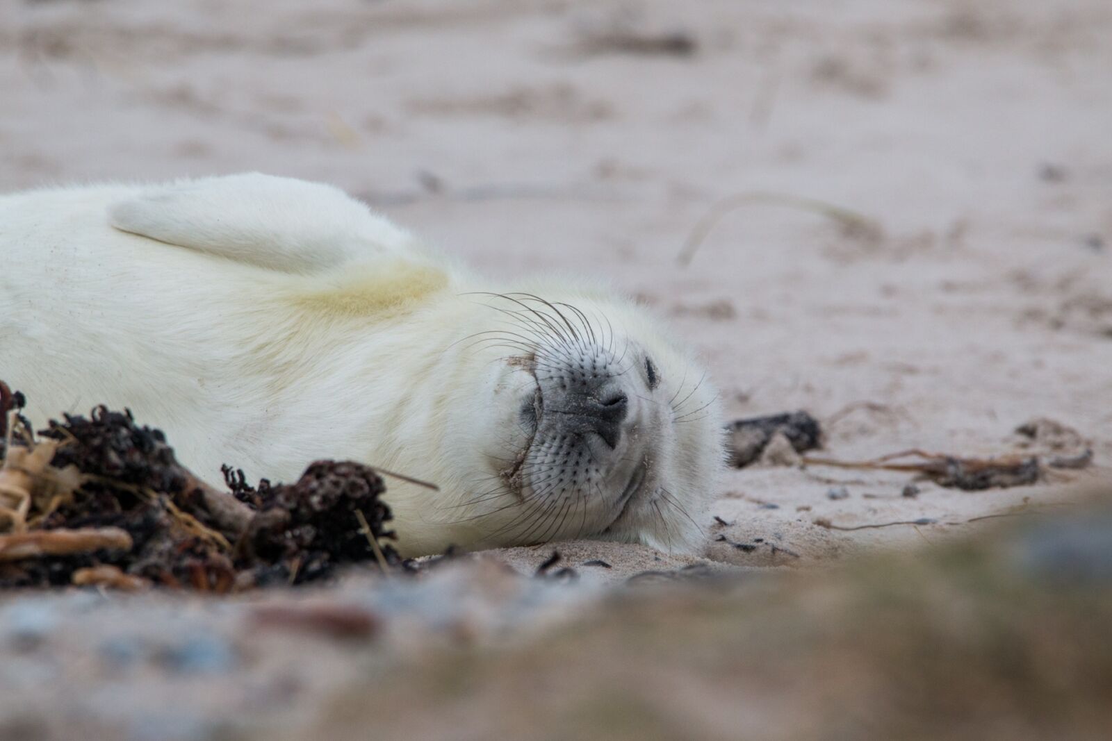 Canon EOS 70D + 150-600mm F5-6.3 DG OS HSM | Contemporary 015 sample photo. Robbe, grey seal, helgoland photography