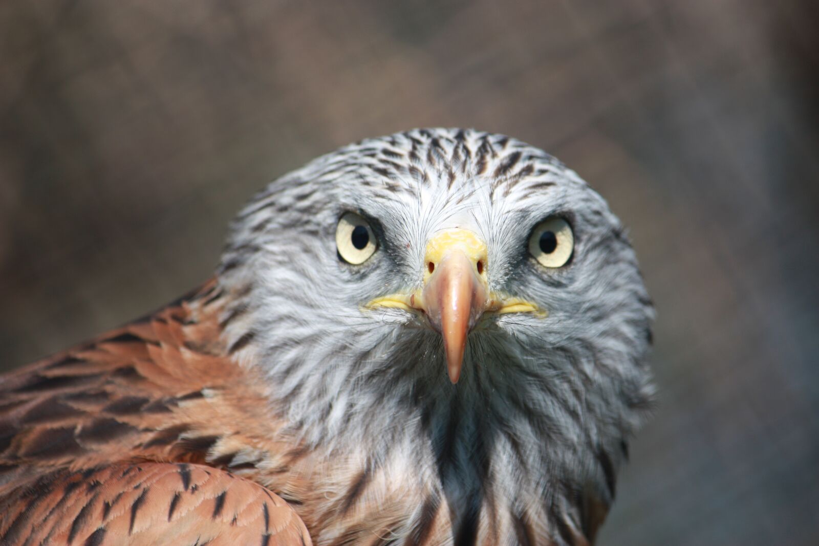 Canon EOS 450D (EOS Rebel XSi / EOS Kiss X2) sample photo. Milan royal, auvergne, bird photography