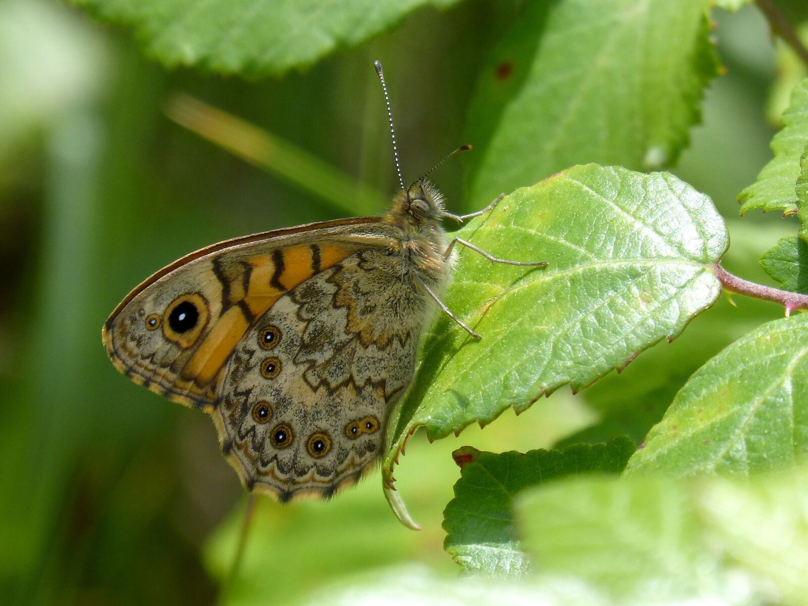 Panasonic DMC-FZ62 sample photo. Vanessa cardui, butterfly, leaf photography