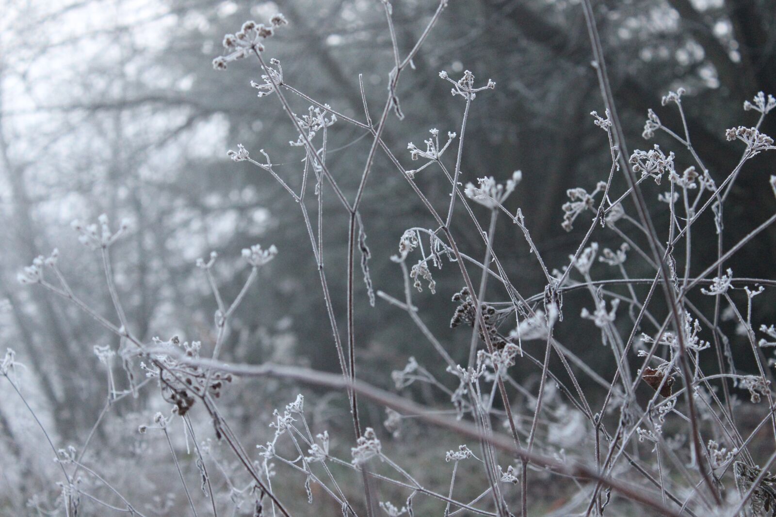 Canon EOS 600D (Rebel EOS T3i / EOS Kiss X5) sample photo. In the morning, morning photography