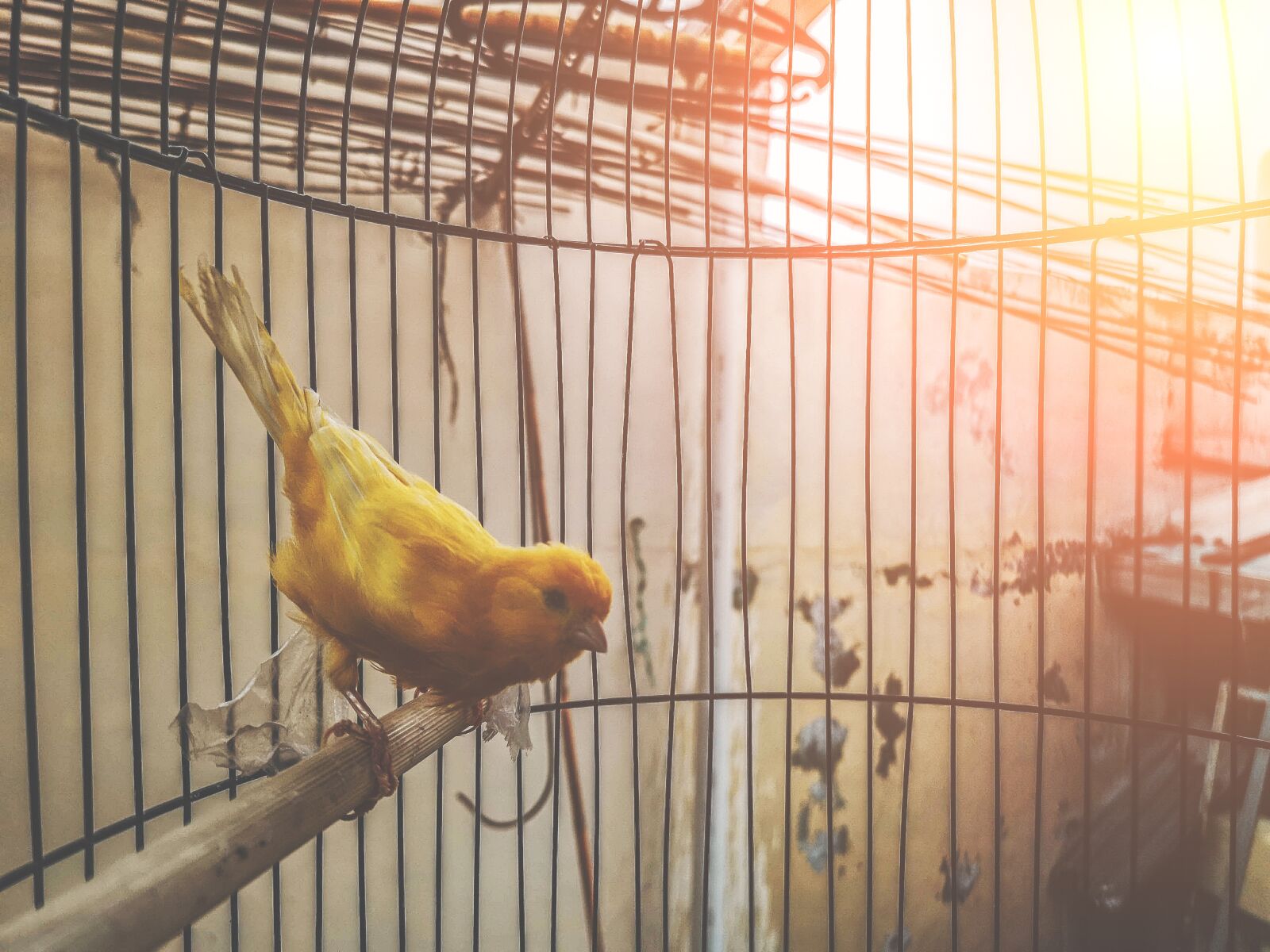 HUAWEI CLT-L29 sample photo. Cute, closeup, bird contest photography