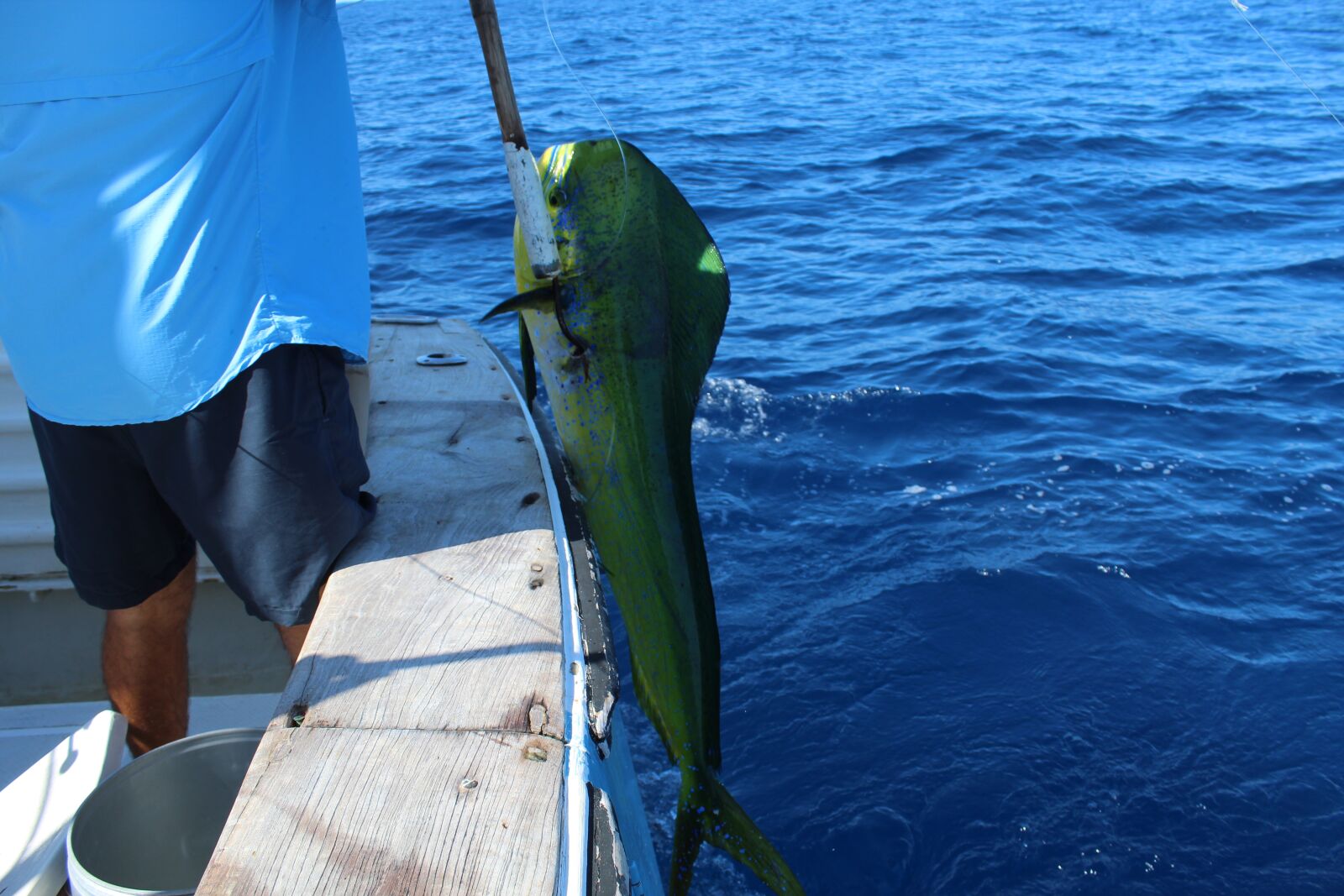 Canon EOS 4000D (EOS Rebel T100 / EOS 3000D) sample photo. Sea bream, dolphinfish, fishing photography