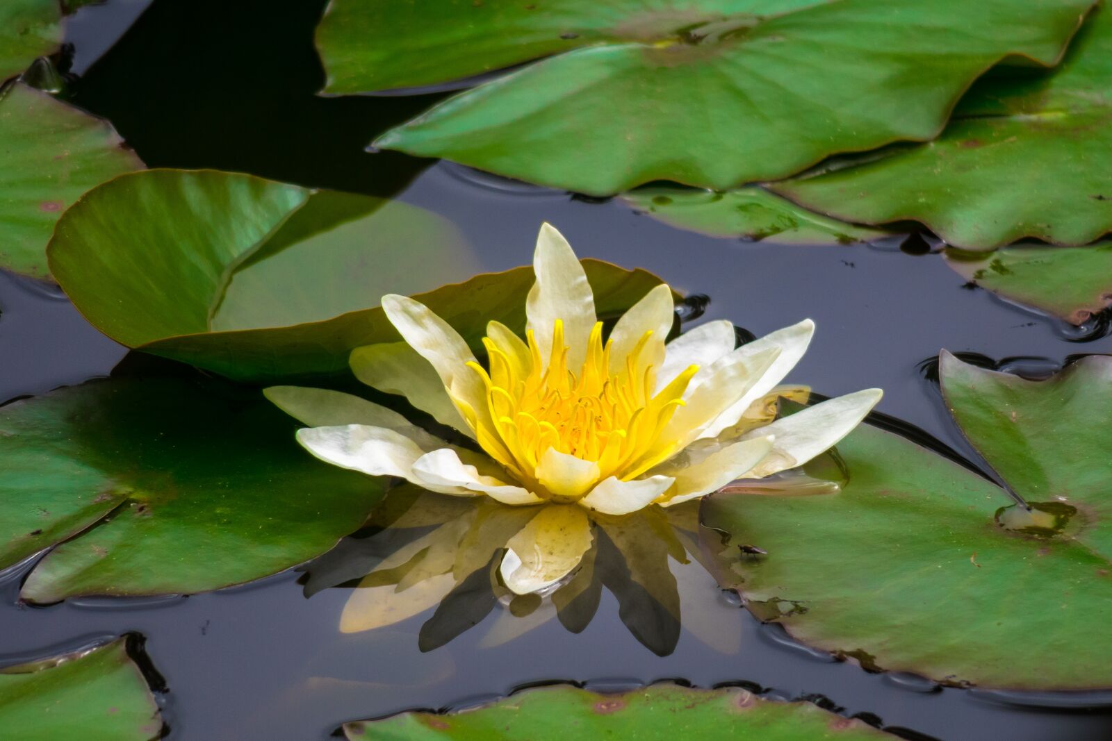 Canon PowerShot G3 X sample photo. Water lily, blossom, bloom photography