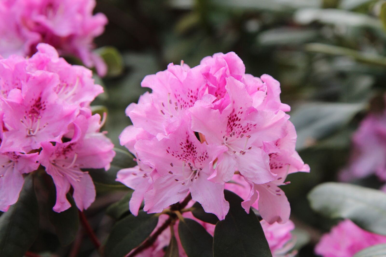 Canon EOS 600D (Rebel EOS T3i / EOS Kiss X5) sample photo. Rhododendron, rhododendron pink, flowering photography