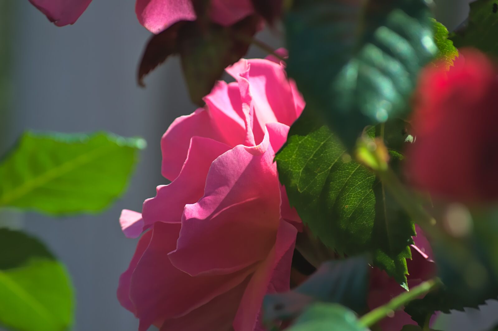 Nikon D3100 sample photo. Pink, flower, rose photography