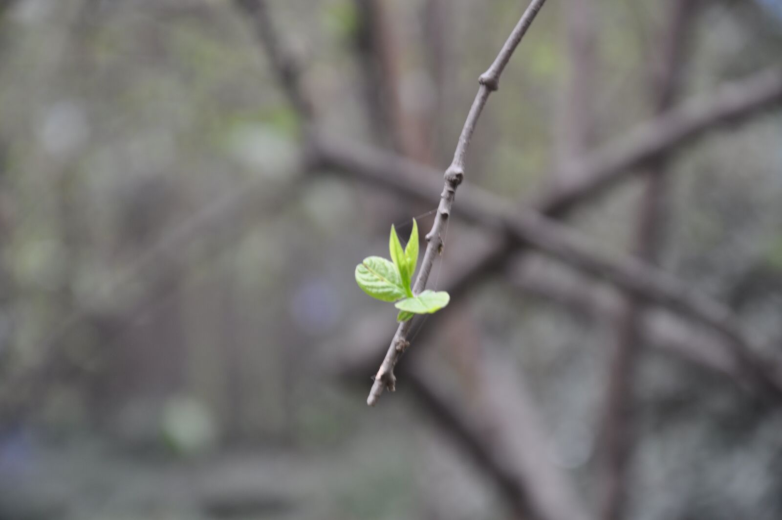 Nikon D90 sample photo. Green leaf, leaf, green photography