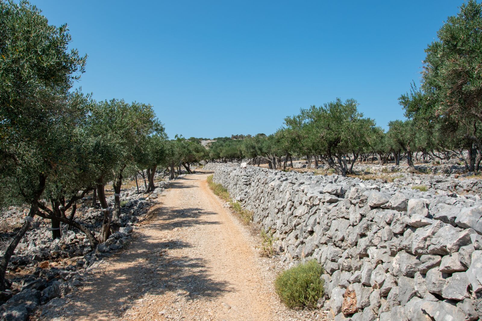 Nikon D5600 sample photo. Croatia, cres, olive trees photography