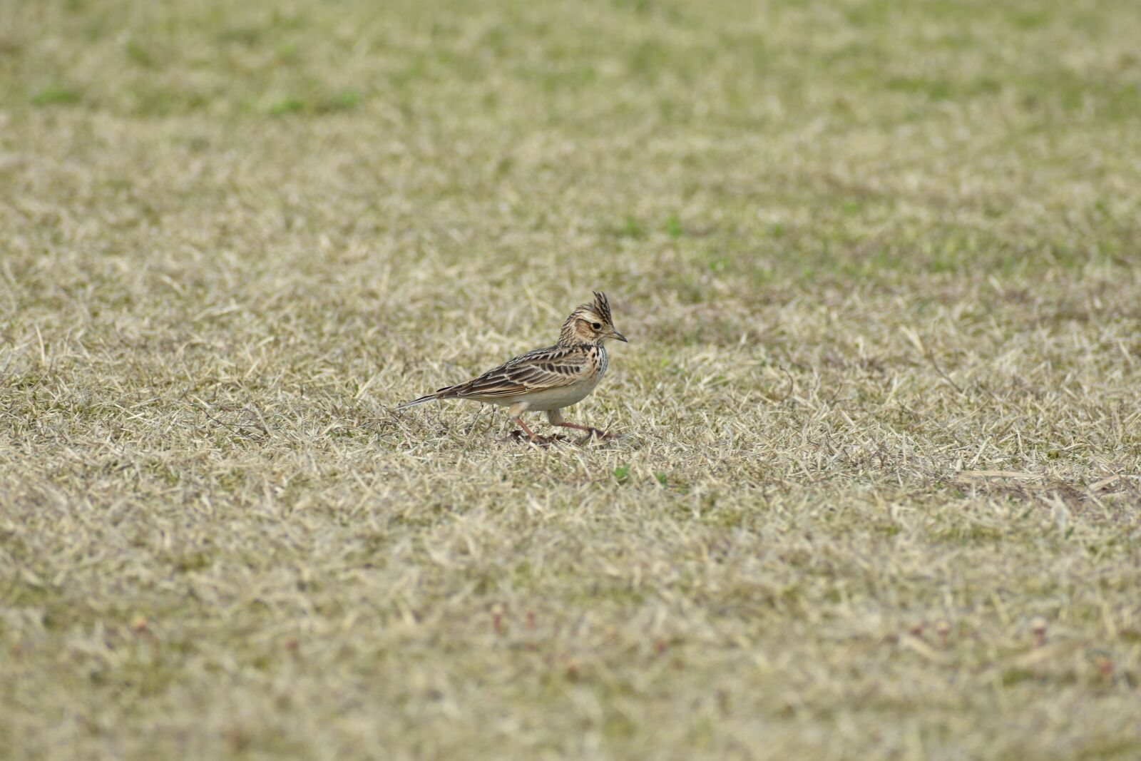 Nikon D7200 sample photo. Animal, park, grass photography