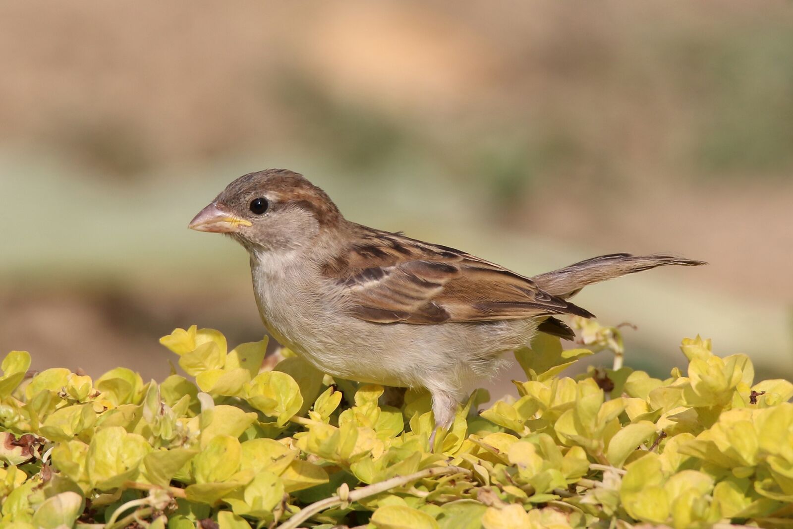 Canon EOS 70D + Tamron SP 150-600mm F5-6.3 Di VC USD sample photo. Sparrow, home, domový photography