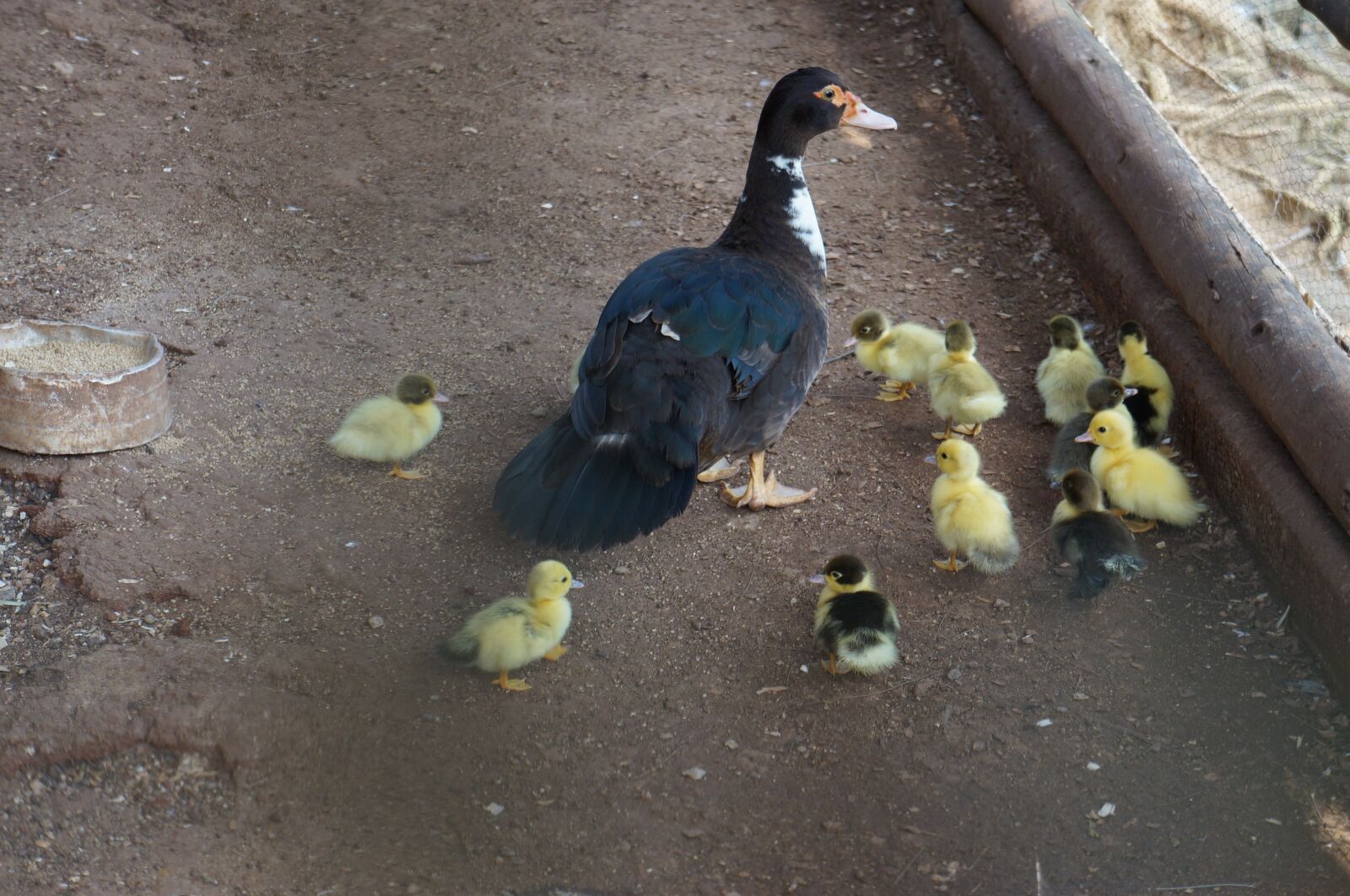 Sony Alpha NEX-F3 sample photo. Birds, duck, puppies photography