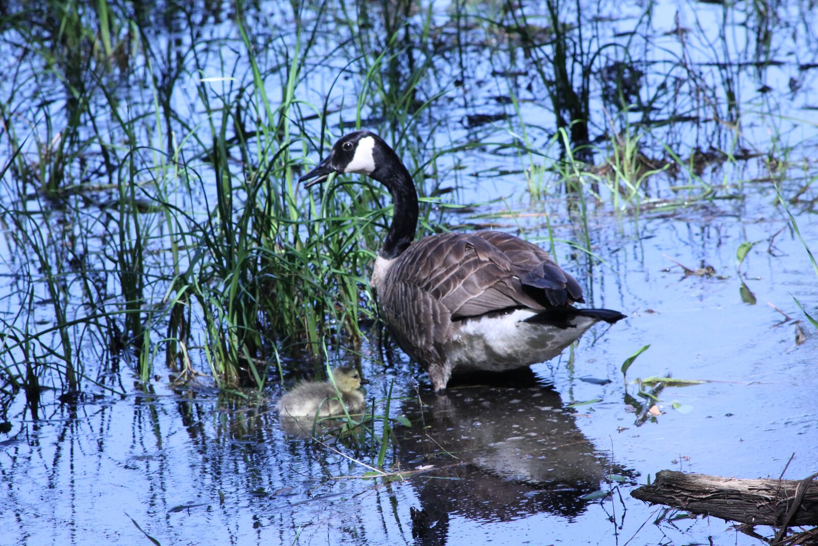 Canon EOS 1100D (EOS Rebel T3 / EOS Kiss X50) sample photo. Goose, chick, nature photography