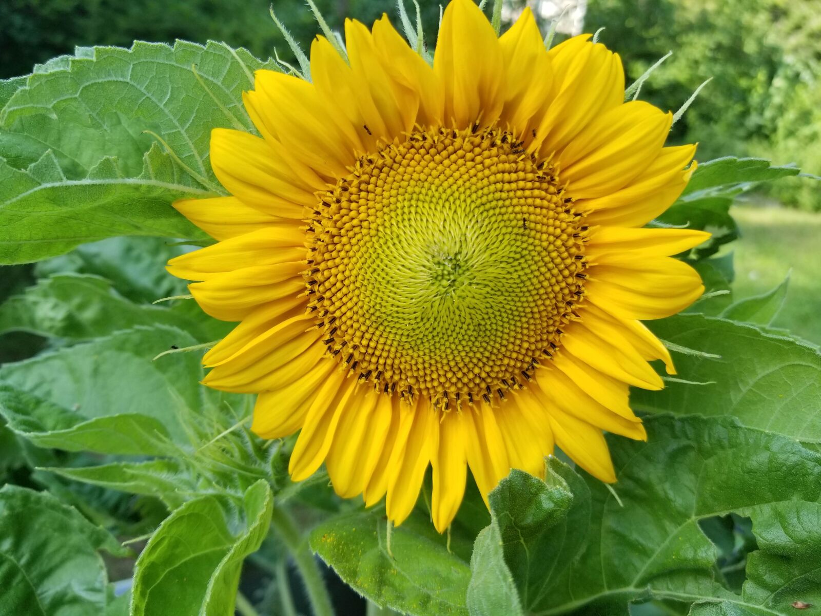 Samsung Galaxy S8 sample photo. Sunflower, flower, yellow photography