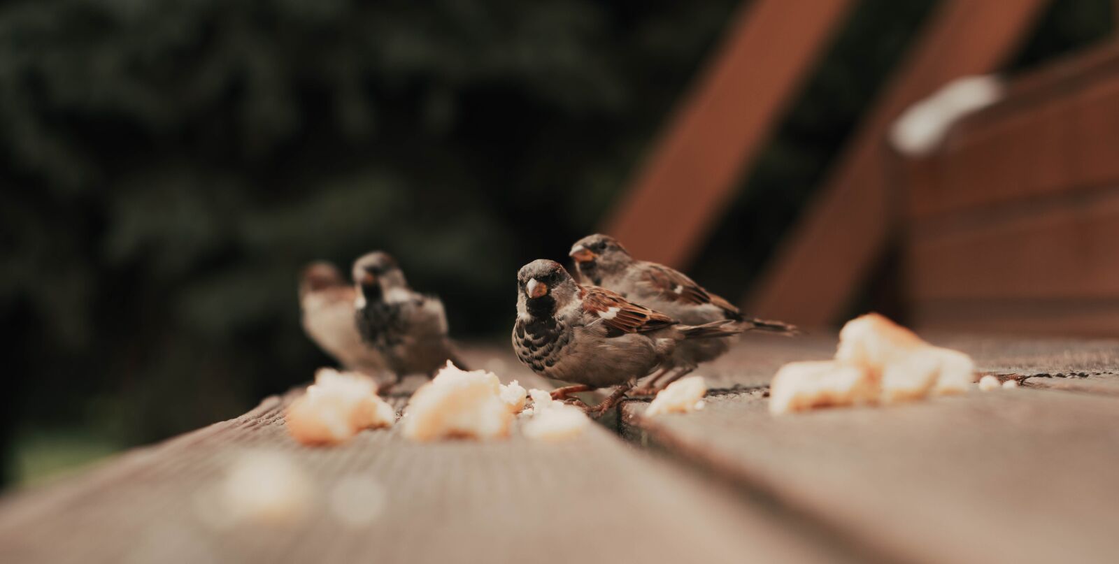 Fujifilm X-T20 sample photo. House sparrow, birds, small photography
