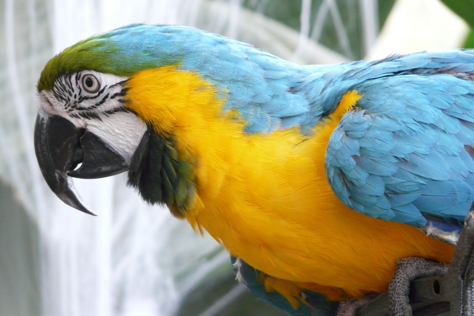 Panasonic DMC-FZ18 sample photo. Parrot, bird, plumage photography