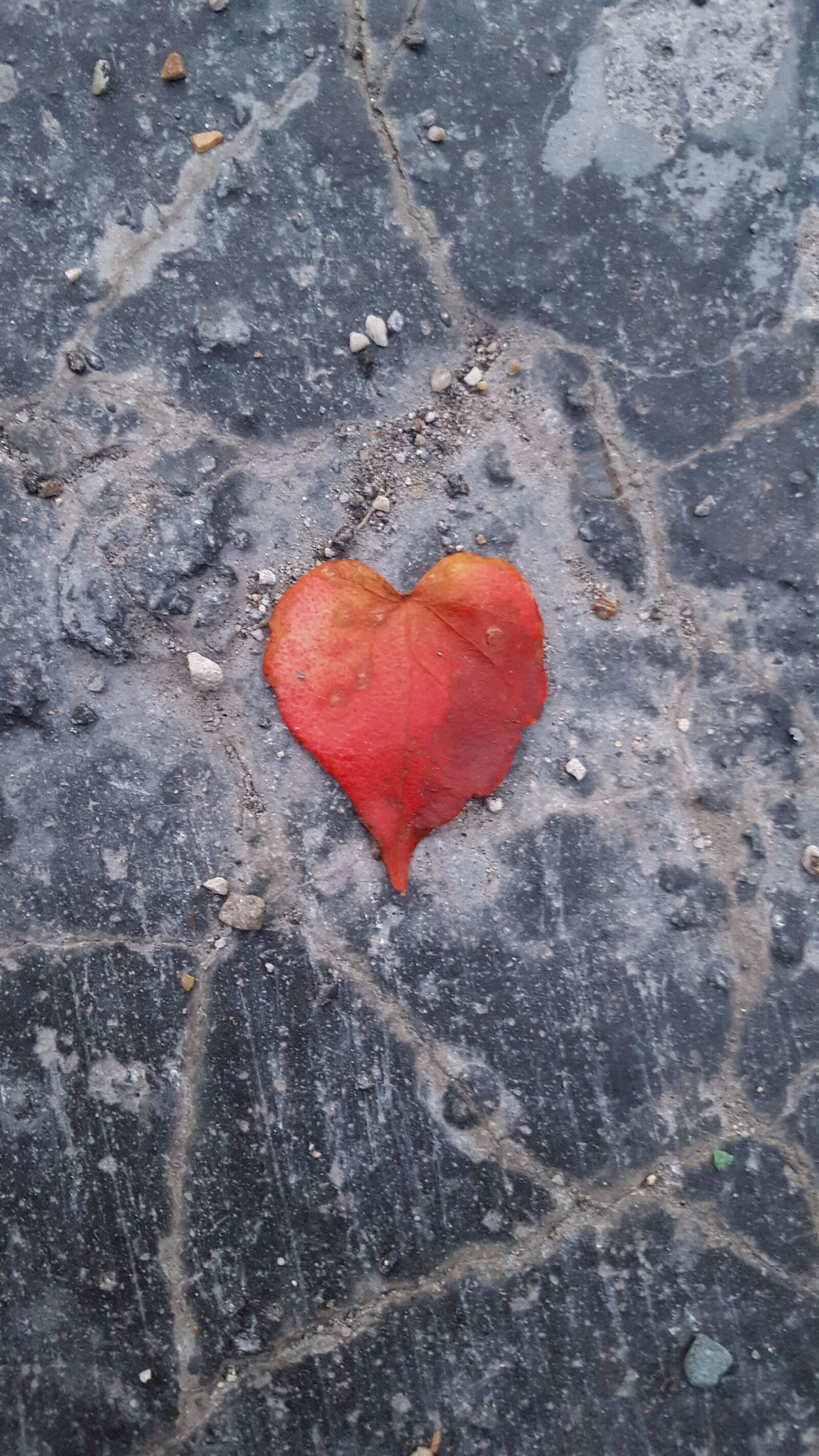 Samsung Galaxy S6 sample photo. Heart, herzchen, leaf photography