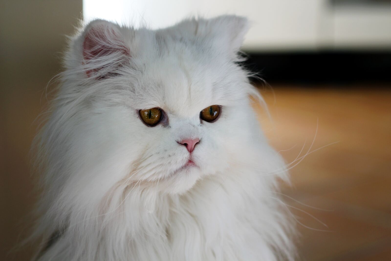 Canon EOS 600D (Rebel EOS T3i / EOS Kiss X5) + Canon EF 50mm F1.8 II sample photo. Cat, white, pet photography