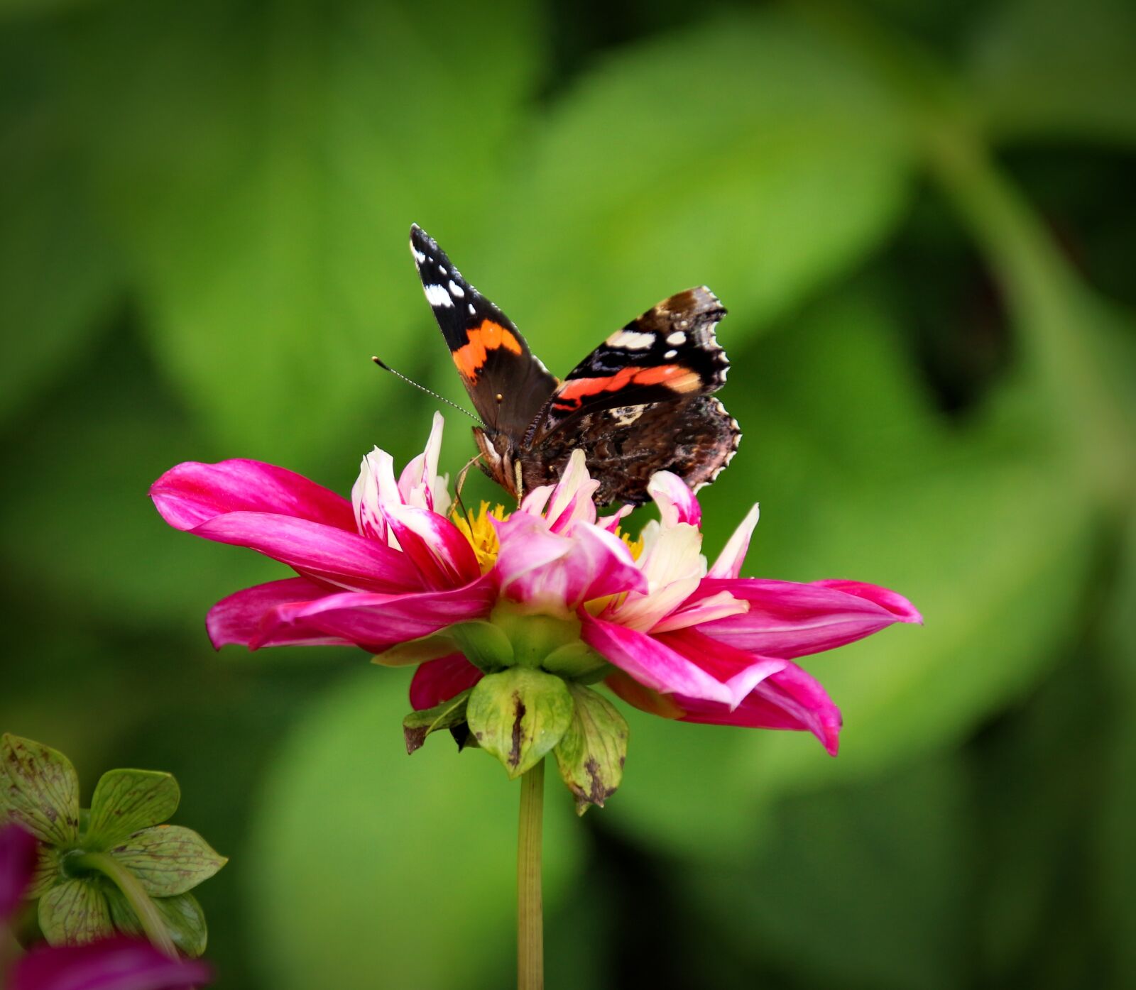 Canon EOS 700D (EOS Rebel T5i / EOS Kiss X7i) sample photo. Flower, plant, nature photography