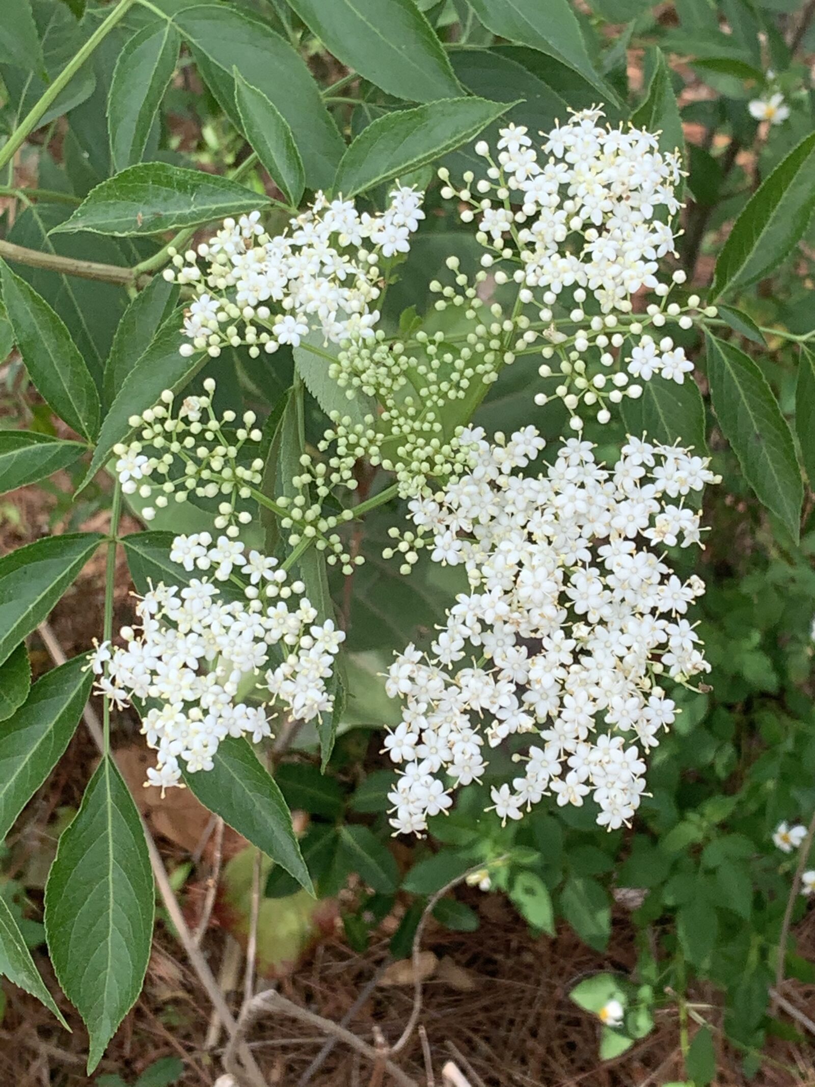 iPhone XR back camera 4.25mm f/1.8 sample photo. Flowers, white, garden photography