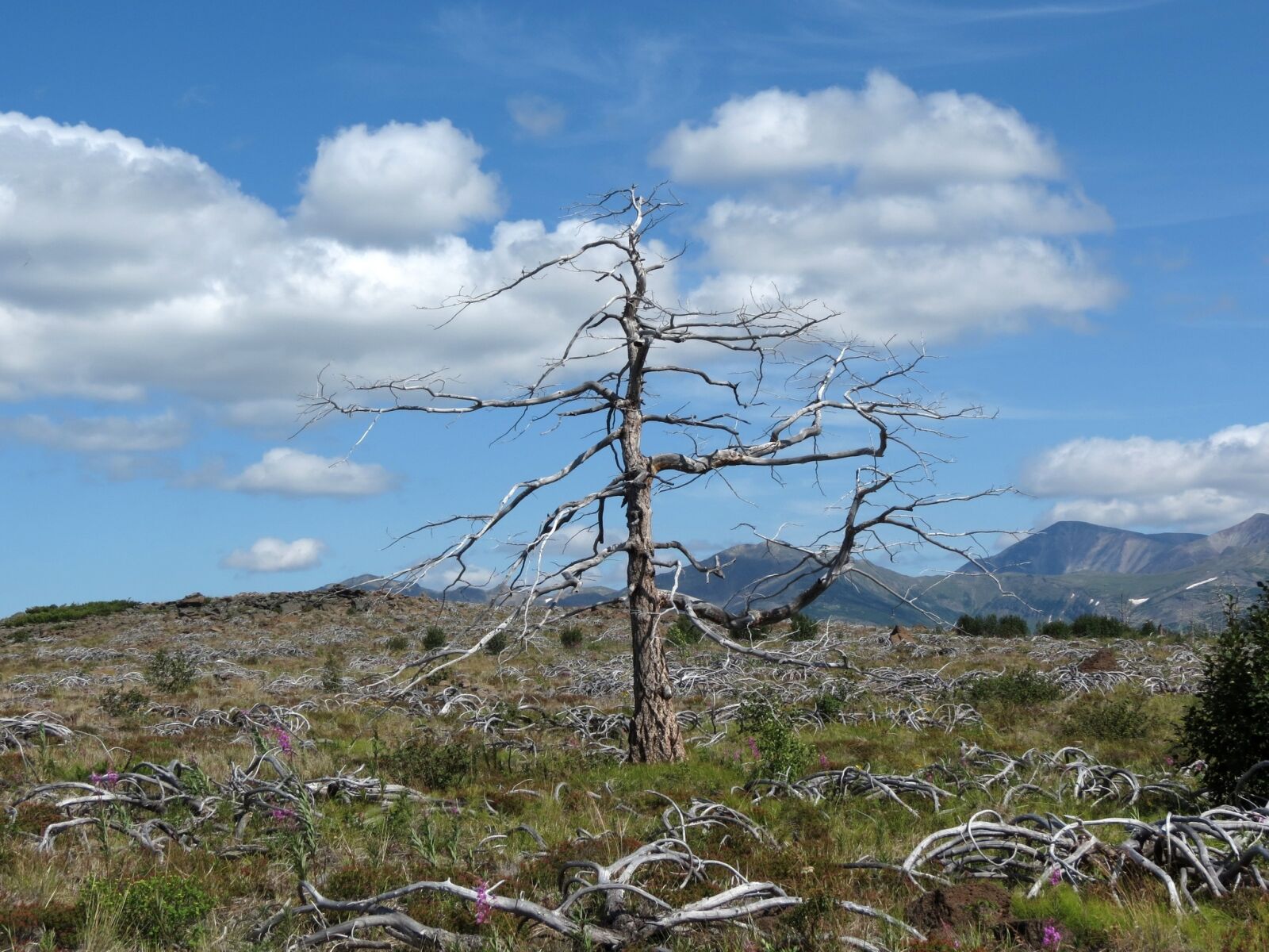Canon PowerShot SX40 HS sample photo. Mountain plateau, larch, height photography