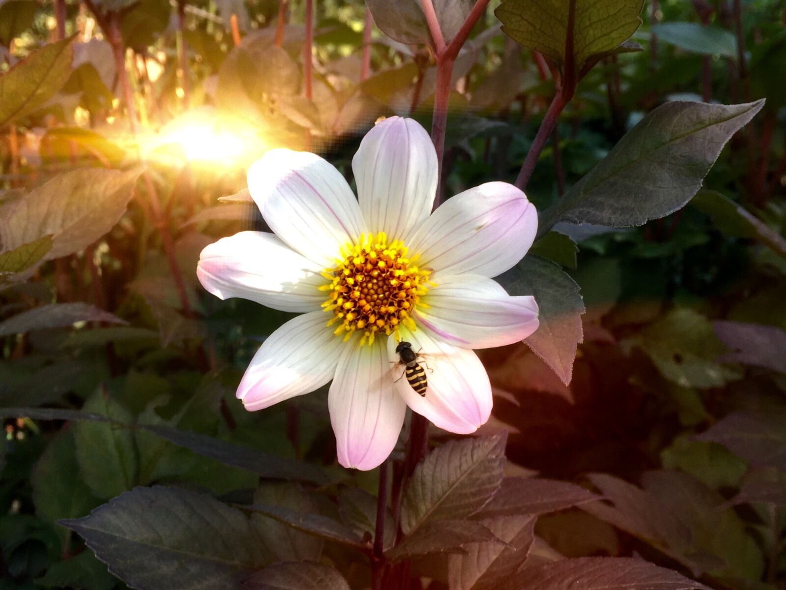 Apple iPhone 6 sample photo. Dahlia, bee, flower photography