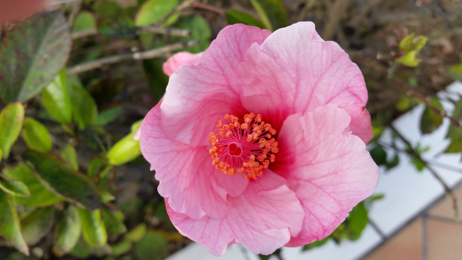 Samsung Galaxy S5 sample photo. Blossom, bloom, blueme photography
