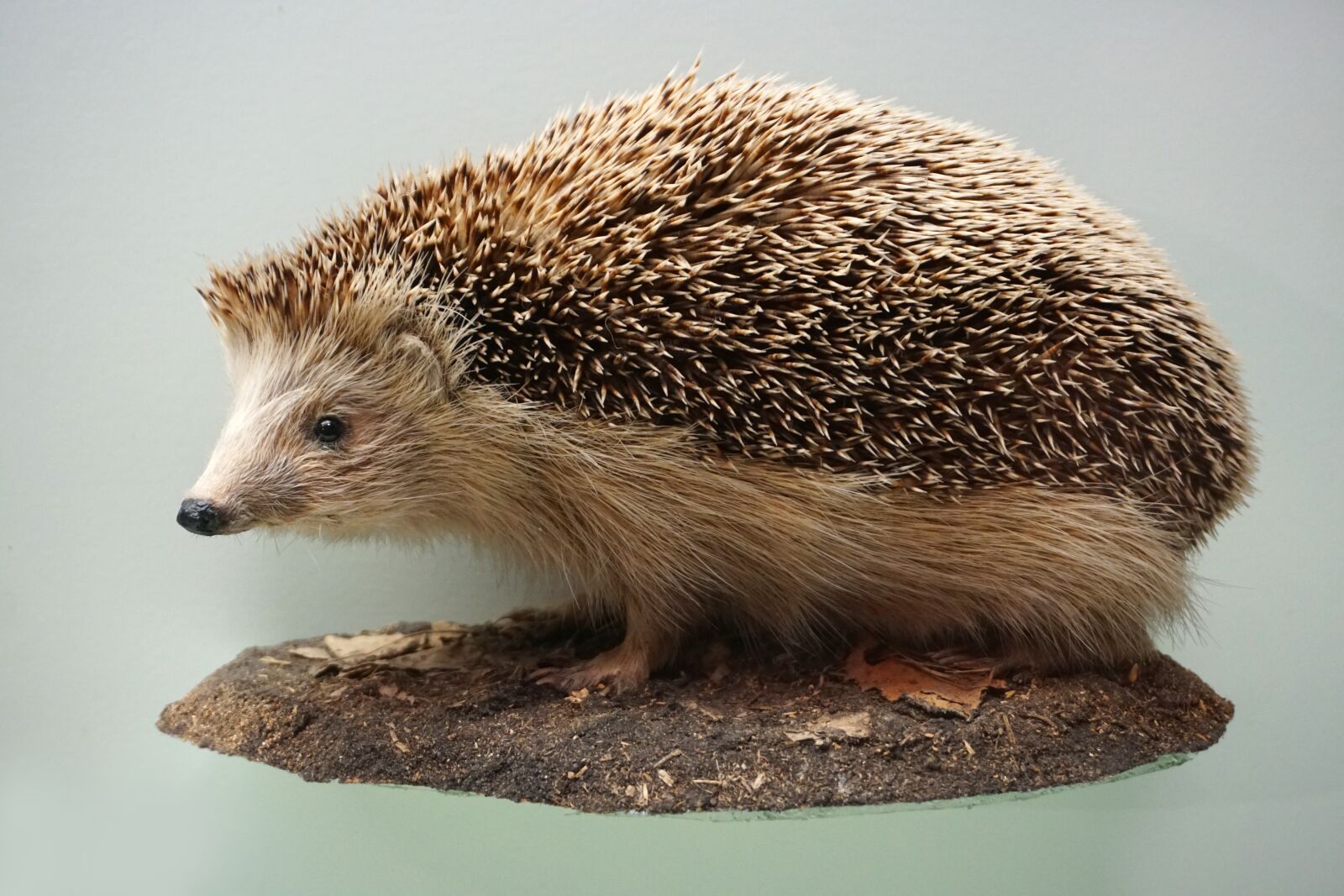 Sony a6300 sample photo. Hedgehog, prickly, museum photography