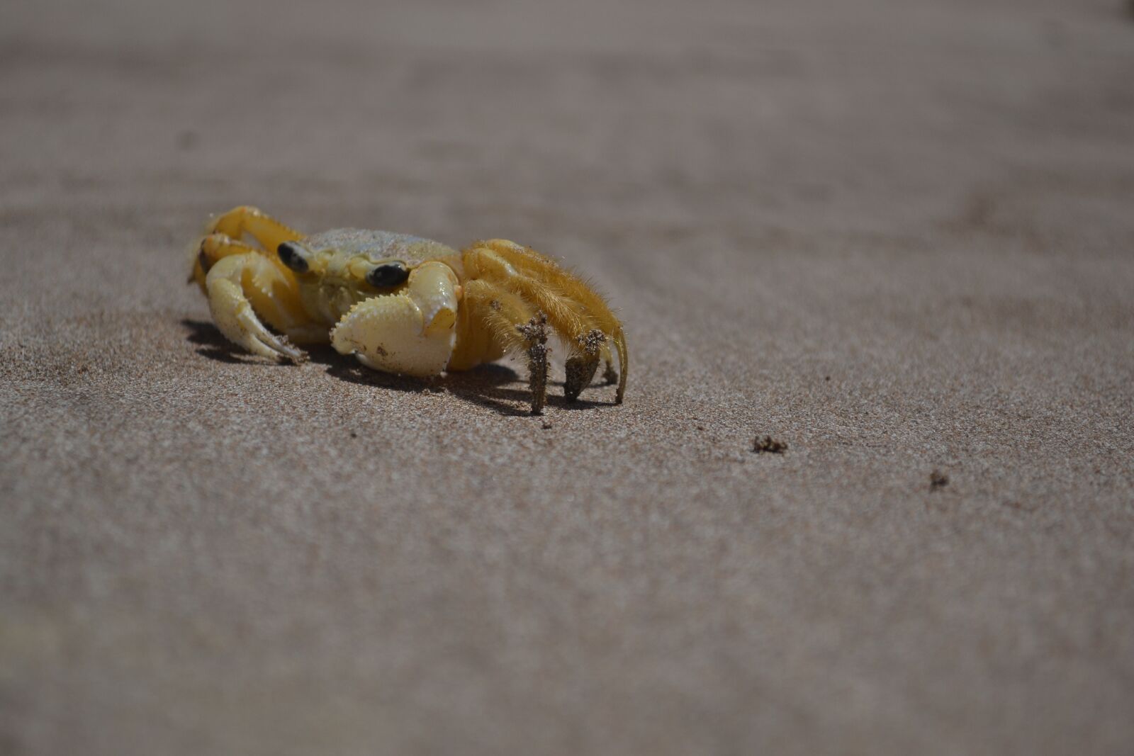 Nikon D3100 sample photo. Sand, beach, nature photography