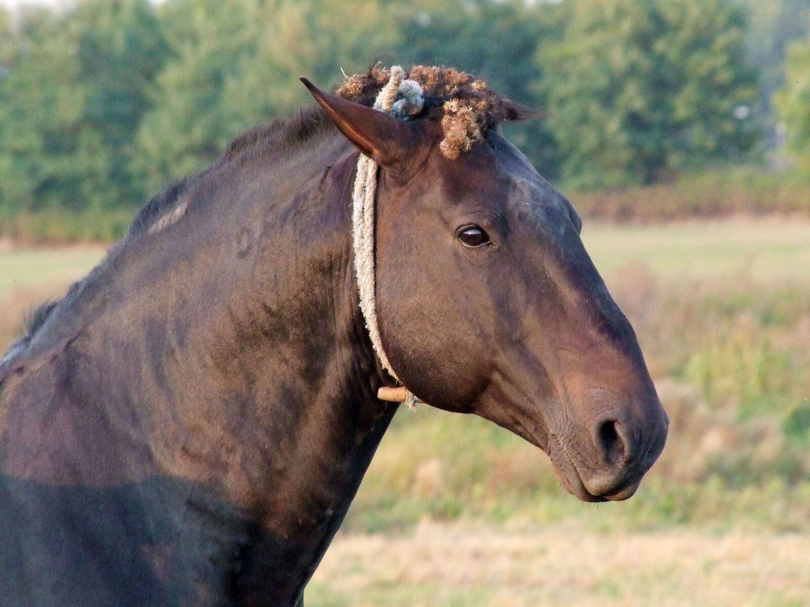 Fujifilm FinePix S100fs sample photo. Horse, animal, ungulates photography
