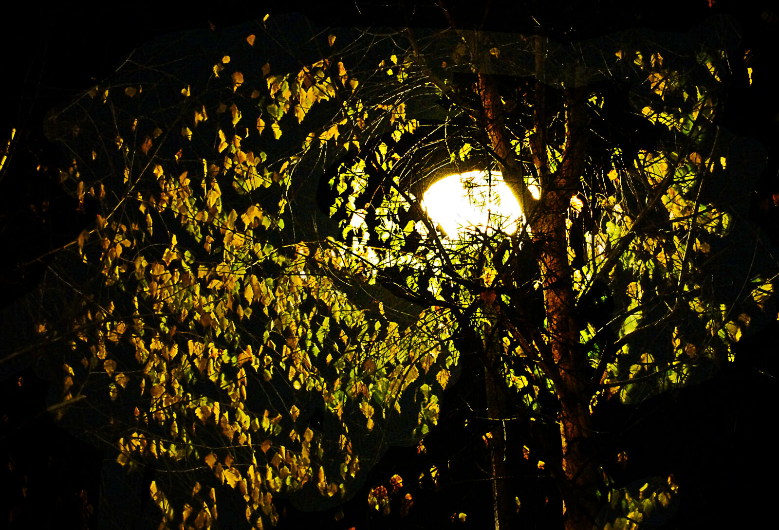Sony DT 18-200mm F3.5-6.3 sample photo. Autumn, light photography