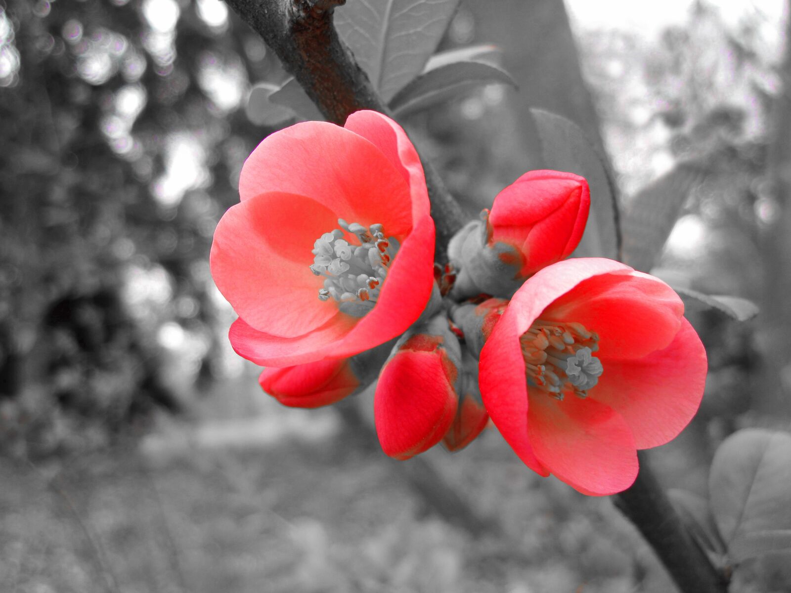 Canon PowerShot SD780 IS (Digital IXUS 100 IS / IXY Digital 210 IS) sample photo. Flowers, petals, bush photography