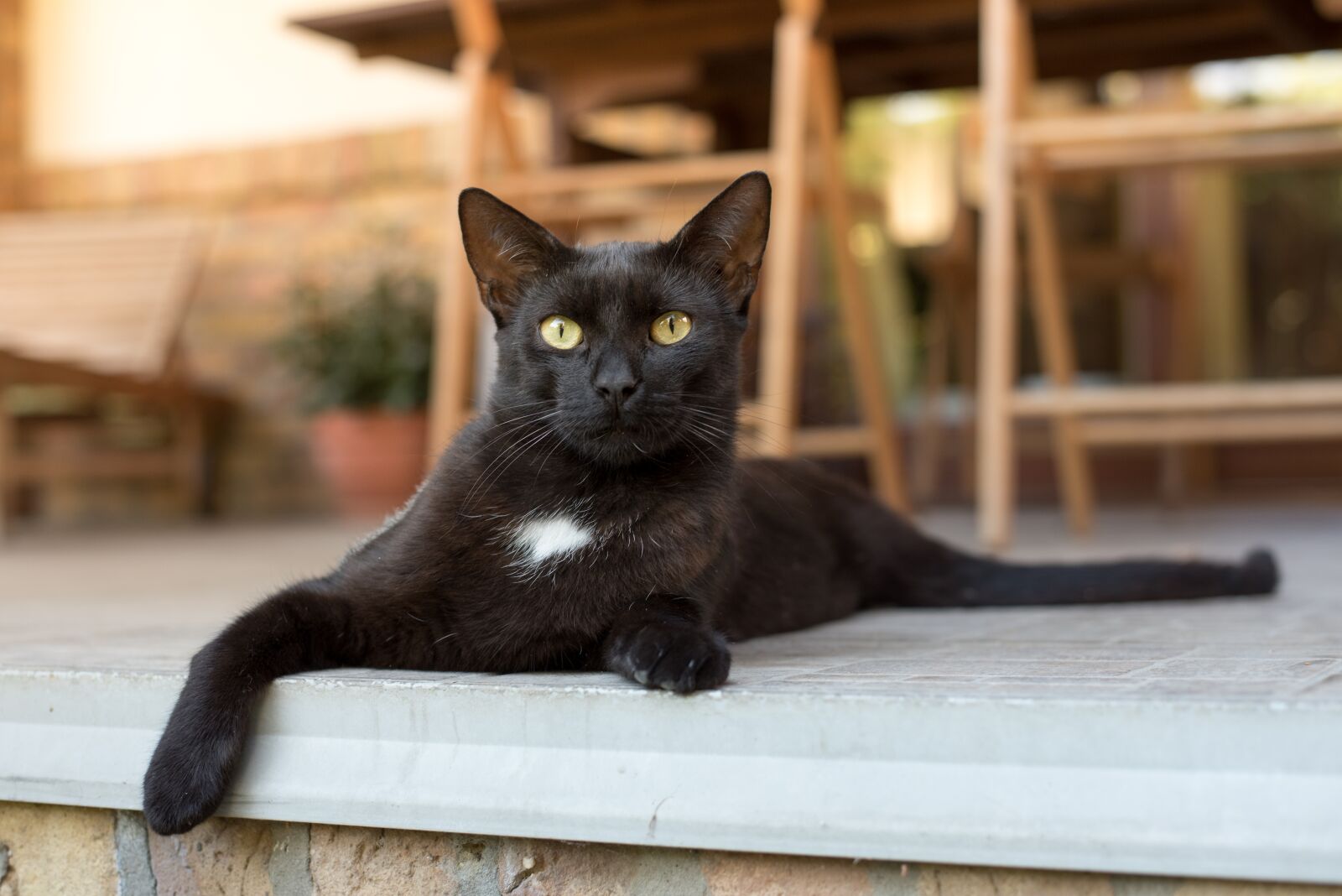 Nikon D750 sample photo. Cat, kitten, black photography
