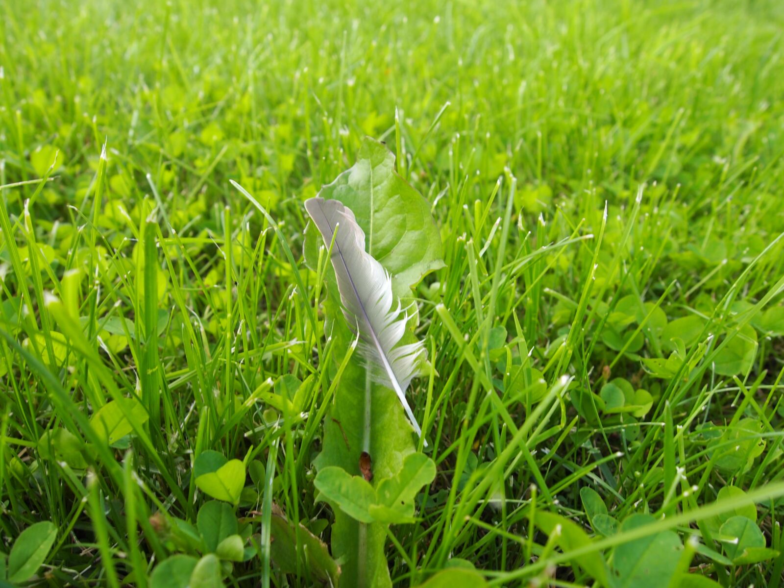 Olympus PEN E-PL1 sample photo. Grass, pen, plumelet photography