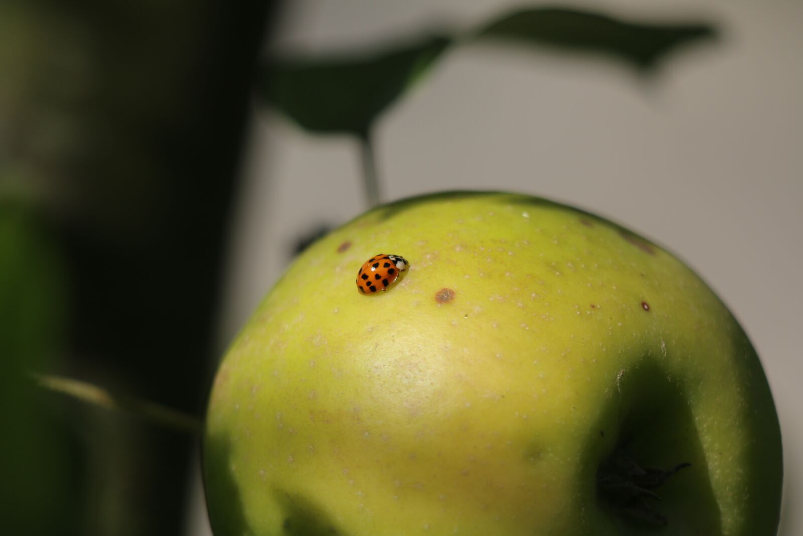 Canon EOS 70D + Canon EF 70-300 F4-5.6 IS II USM sample photo. Ladybug, insect, nature photography