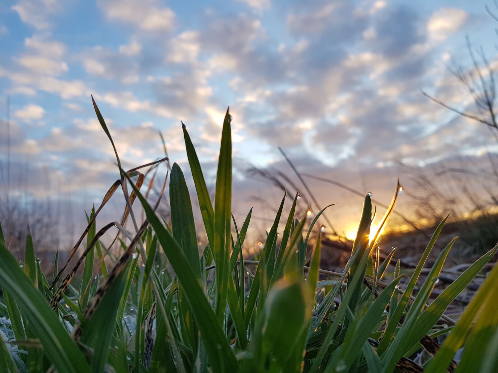 Samsung Galaxy S8+ sample photo. Nature, grass, plant photography