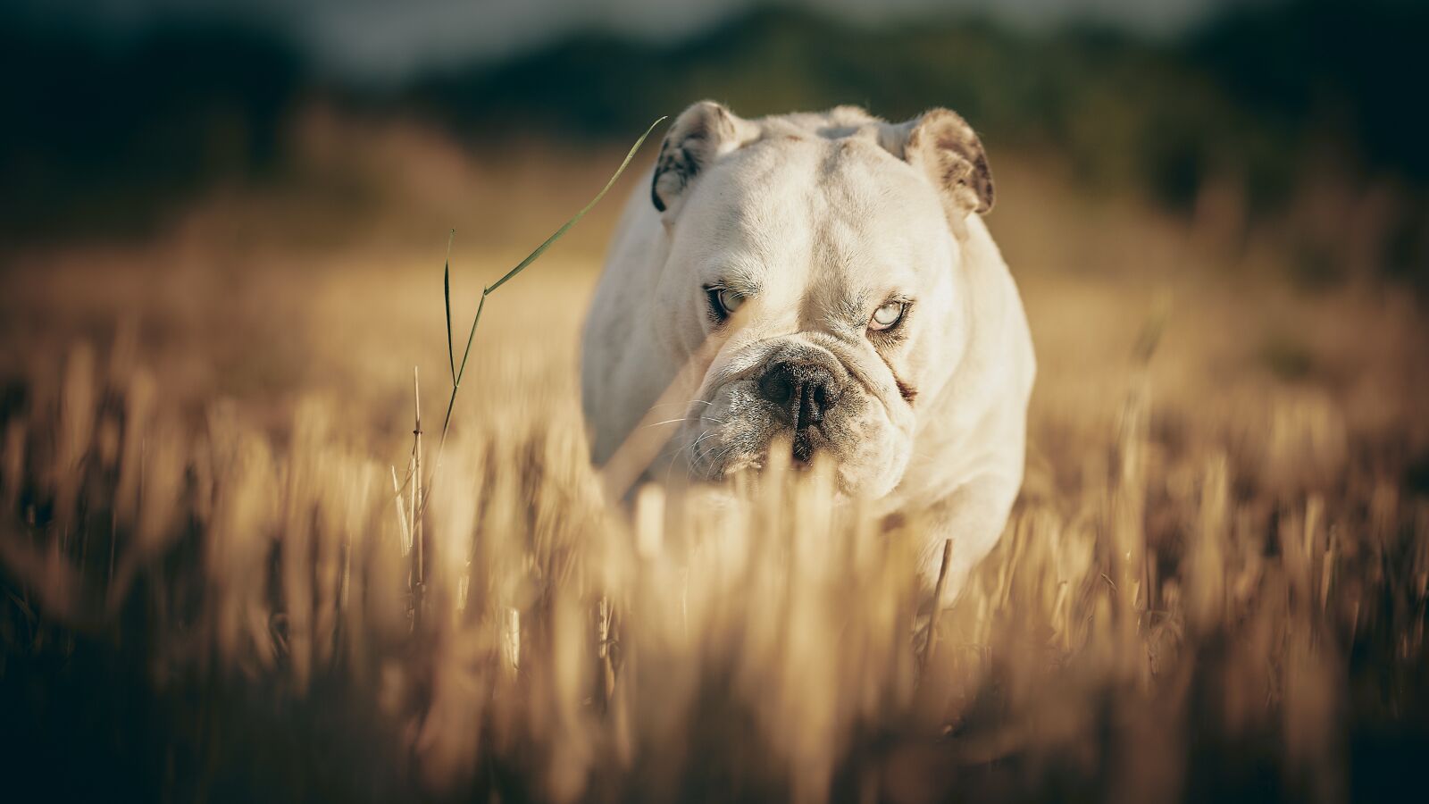 Sigma 56mm F1.4 DC DN | C sample photo. Bulldog, dog, portrait photography