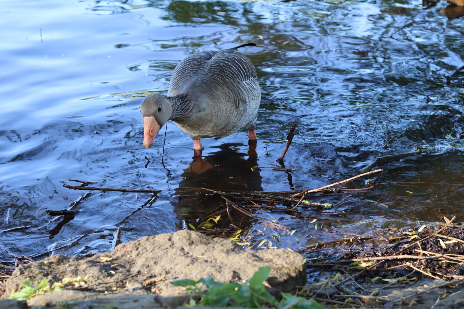 Canon EOS M50 (EOS Kiss M) sample photo. Gray goose, water, goose photography